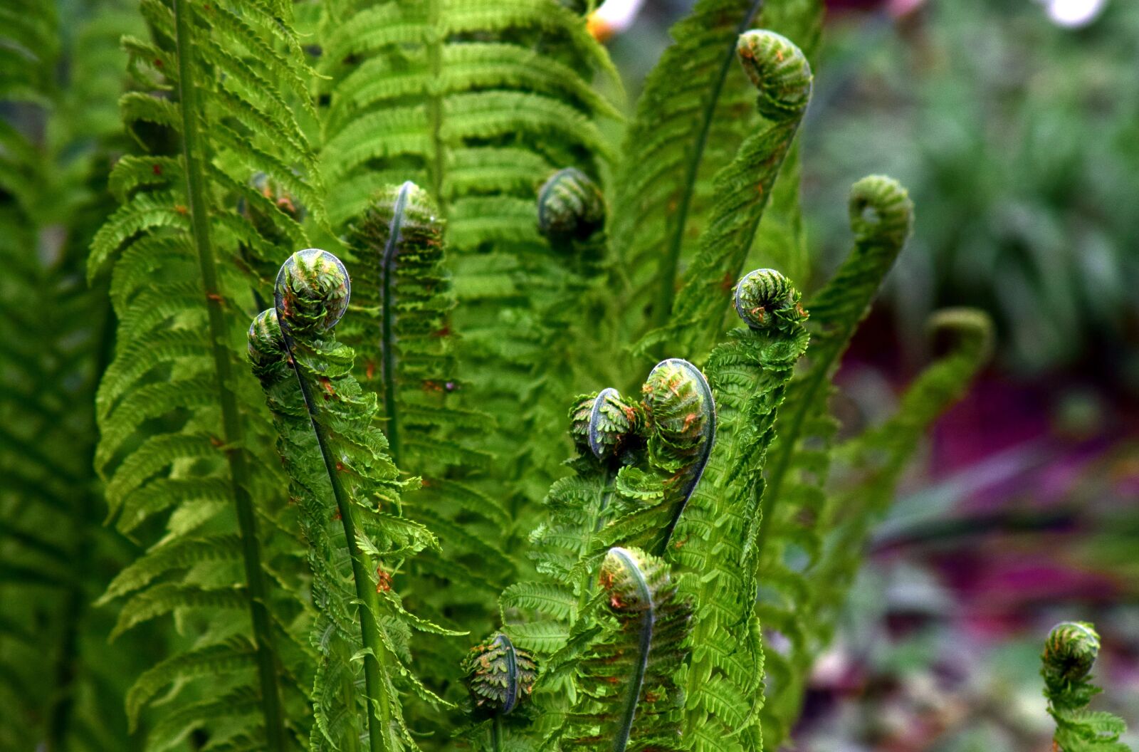 Nikon D3300 sample photo. Fern, green, plant photography