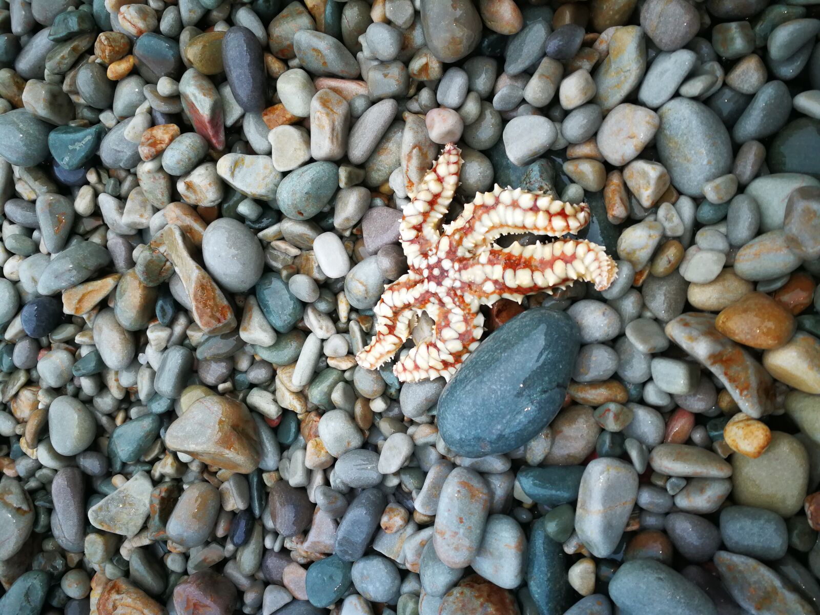 HUAWEI P10 sample photo. Estrella de mar, piedras photography