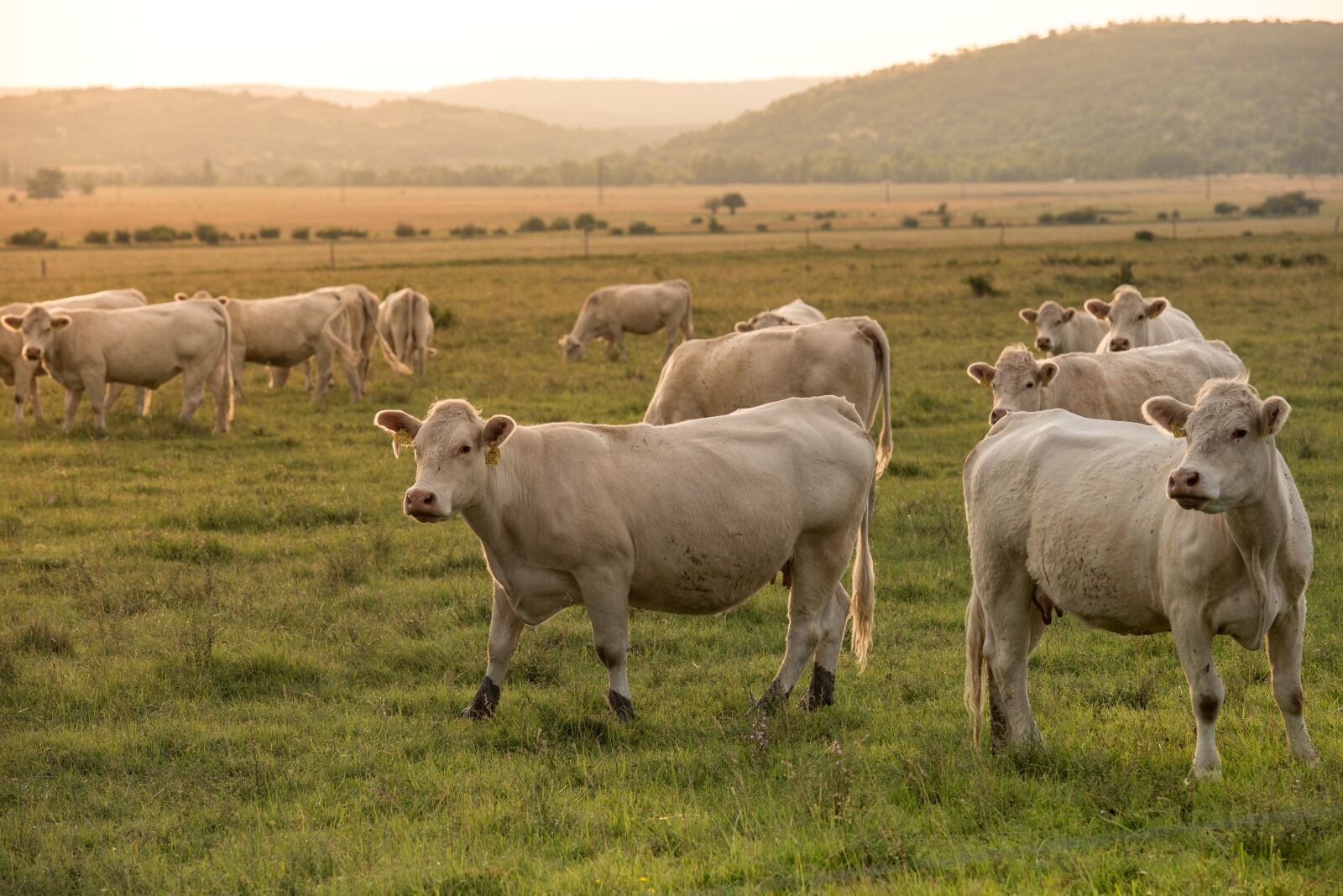 Nikon D750 sample photo. Beef, pasture, agriculture photography