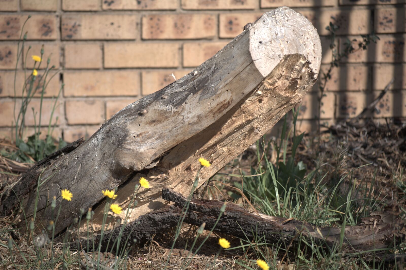 Nikon D5200 sample photo. Cut off branch, garden photography