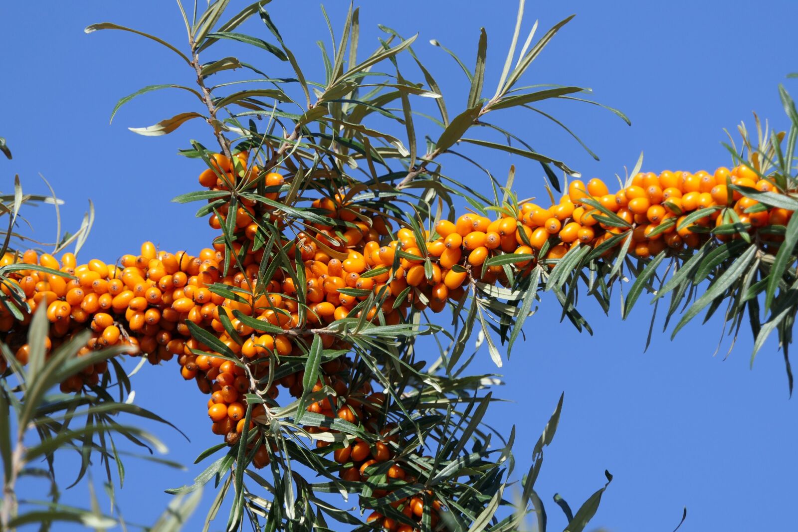 Panasonic Lumix DMC-FZ2500 (Lumix DMC-FZ2000) sample photo. Sea buckthorn, berries, fruit photography