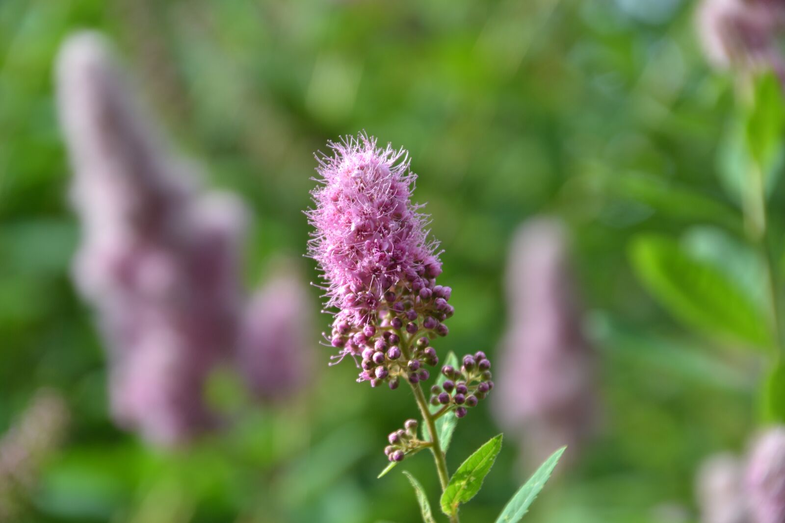 Nikon D3100 sample photo. Flower, blossom, bloom photography