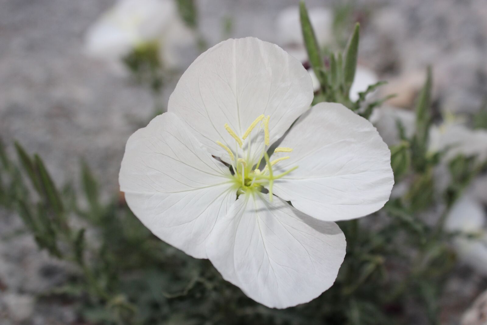 Canon EOS 1300D (EOS Rebel T6 / EOS Kiss X80) sample photo. Flower, nature, plant photography