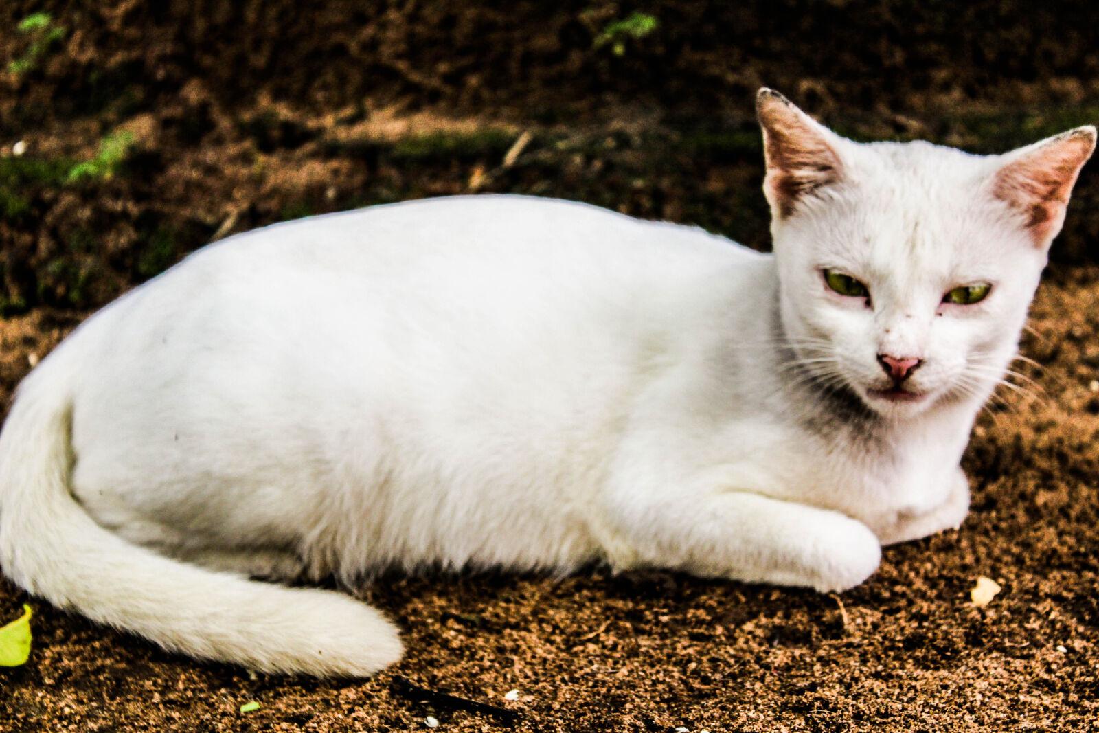 Canon EOS 1300D (EOS Rebel T6 / EOS Kiss X80) sample photo. Animal, biology, cat, closeup photography