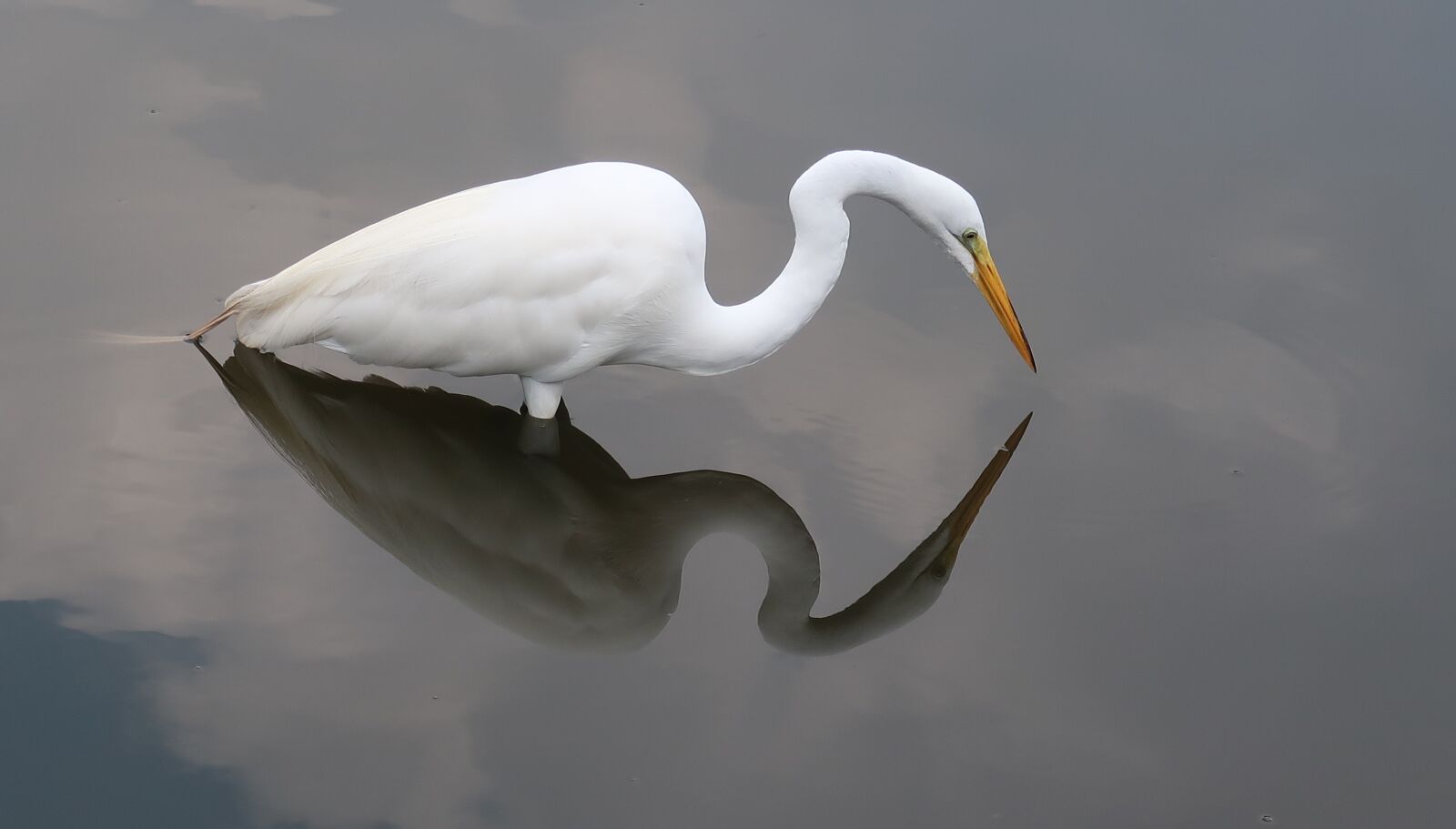 Canon PowerShot G7 X Mark II sample photo. Heron, egret, reflection photography