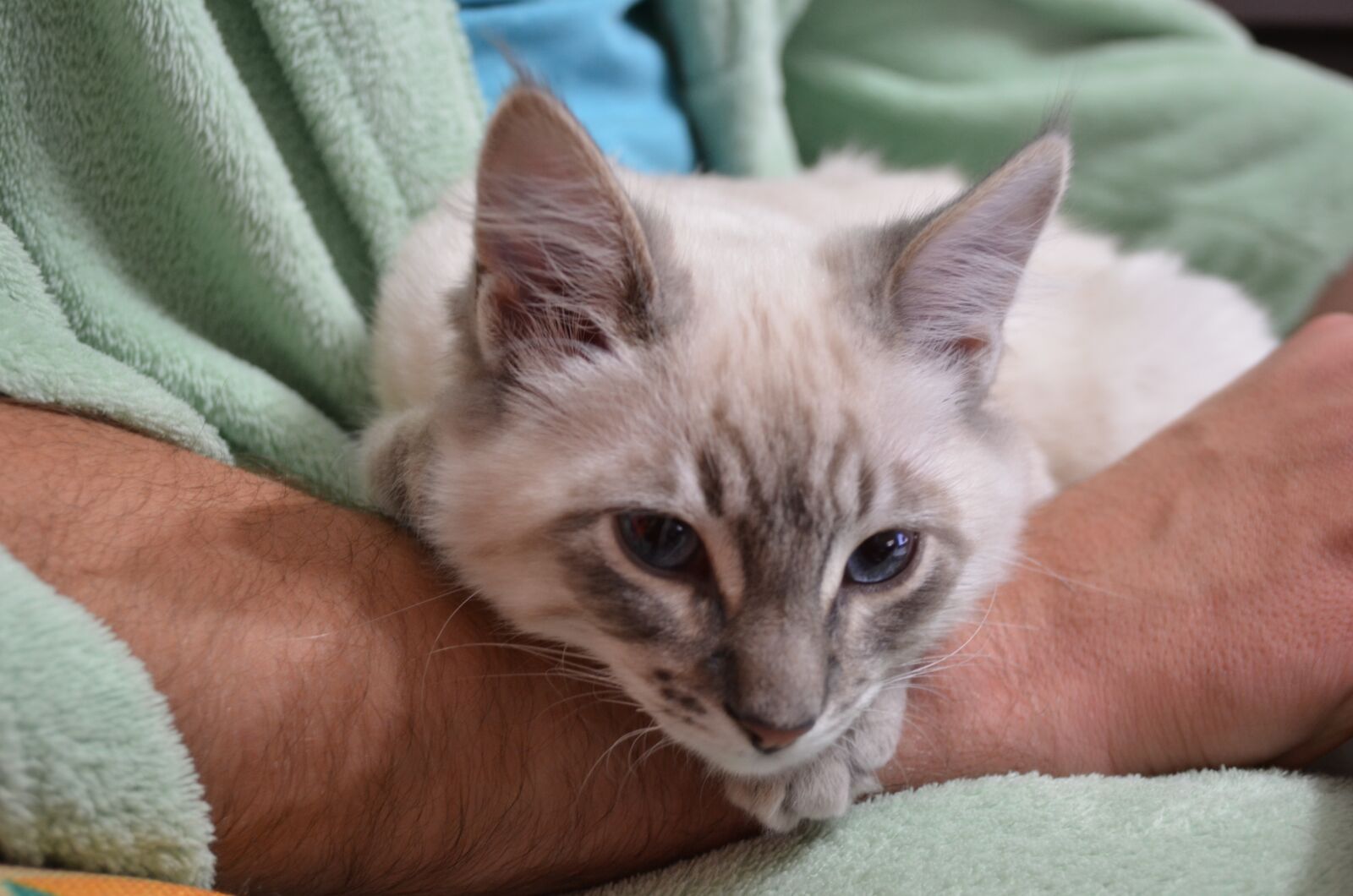 Nikon D5100 sample photo. Cat, animal, pet photography