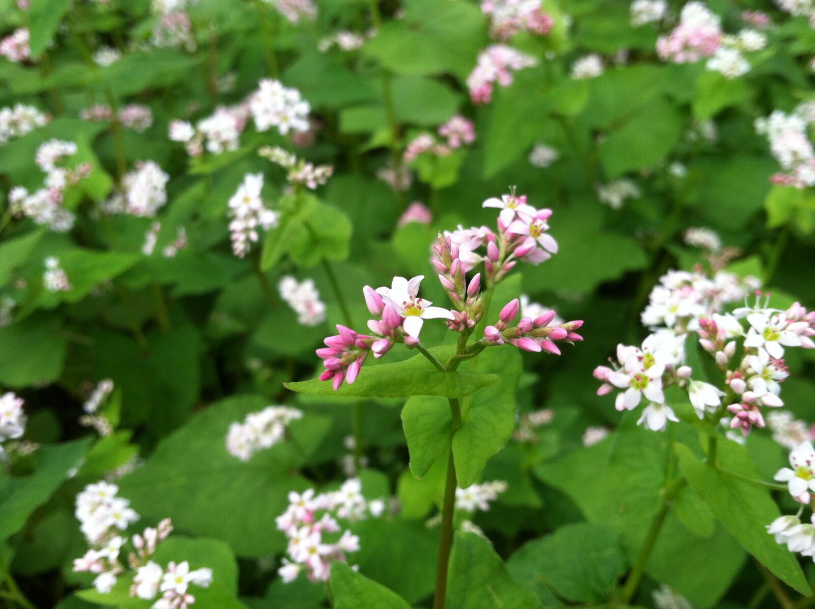 Apple iPhone 4 sample photo. Flower, flowers photography