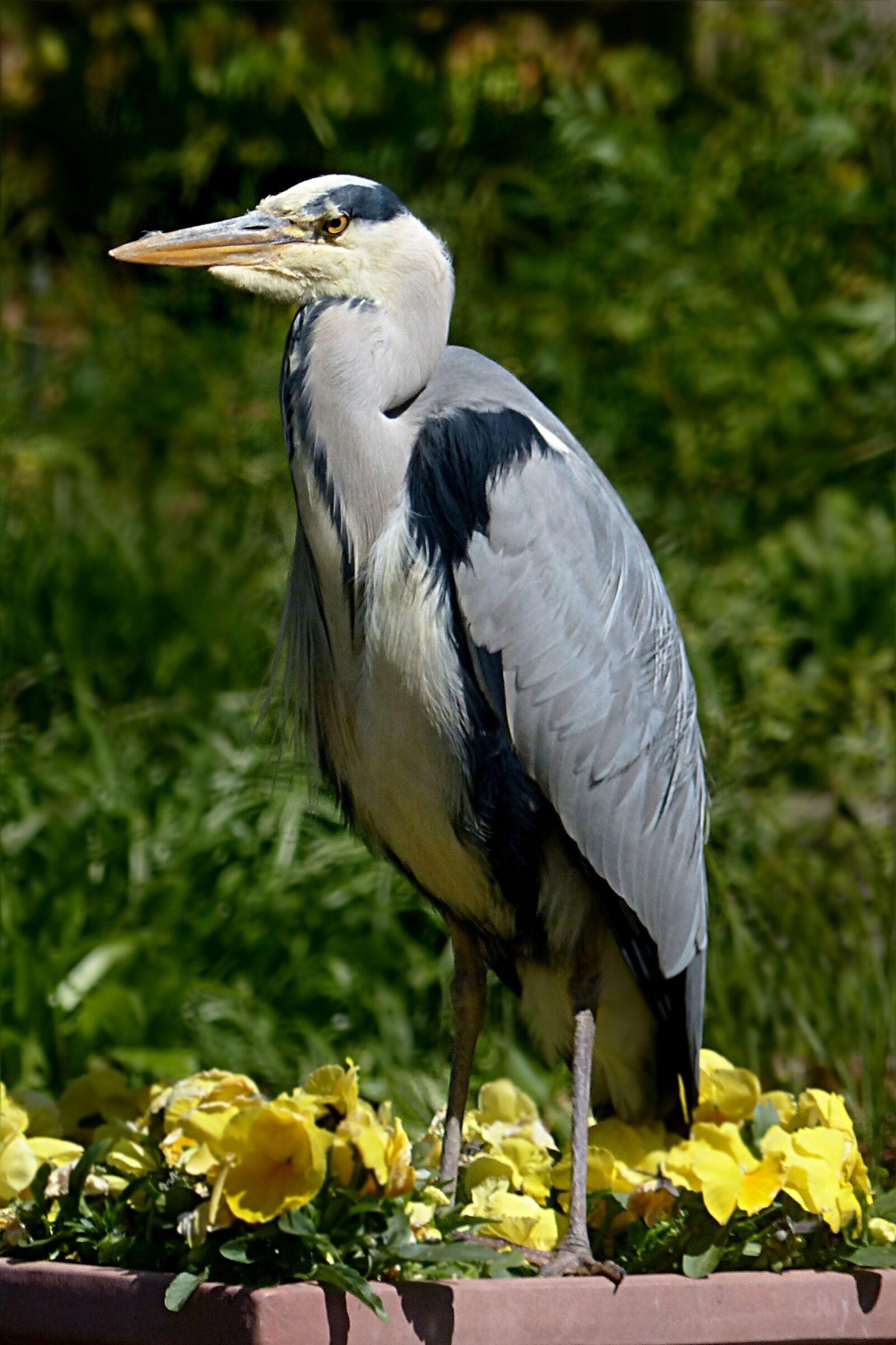 Panasonic Lumix DMC-FZ200 sample photo. Bird, eastern, heron photography