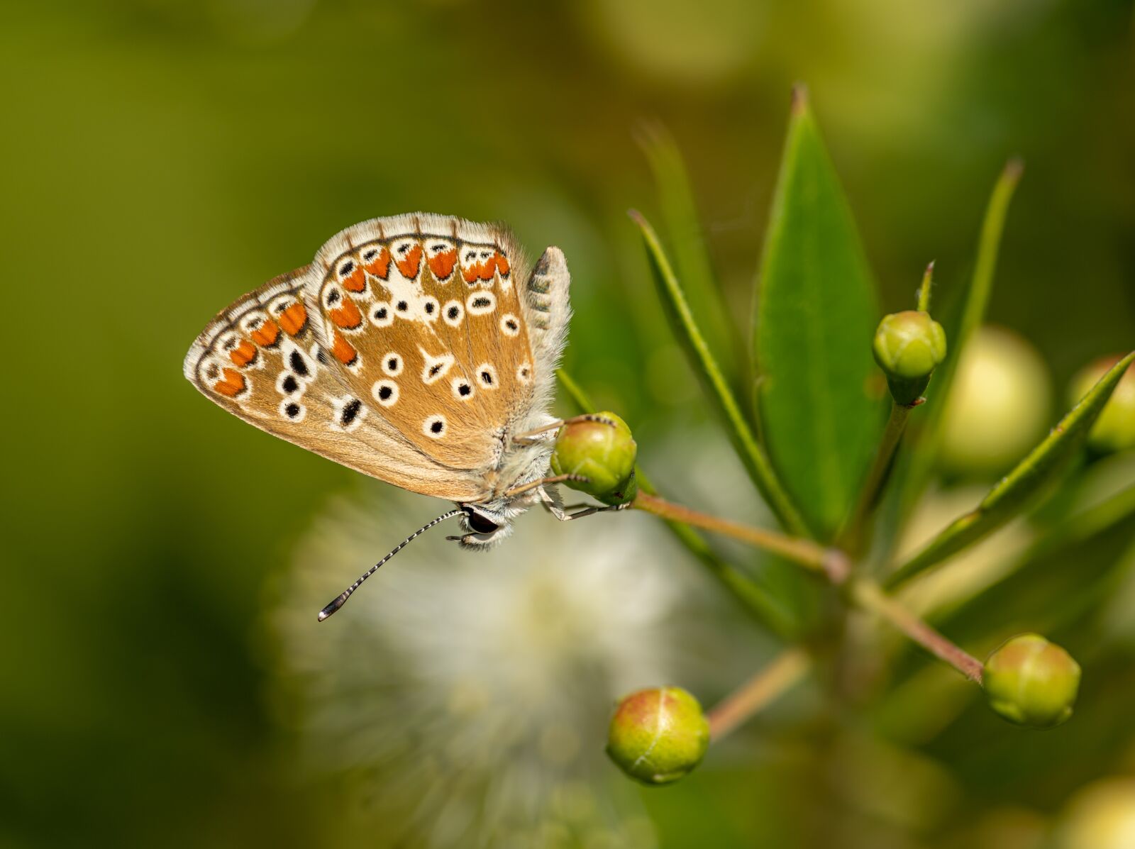 Nikon D850 sample photo. Butterfly, sitting, insect photography