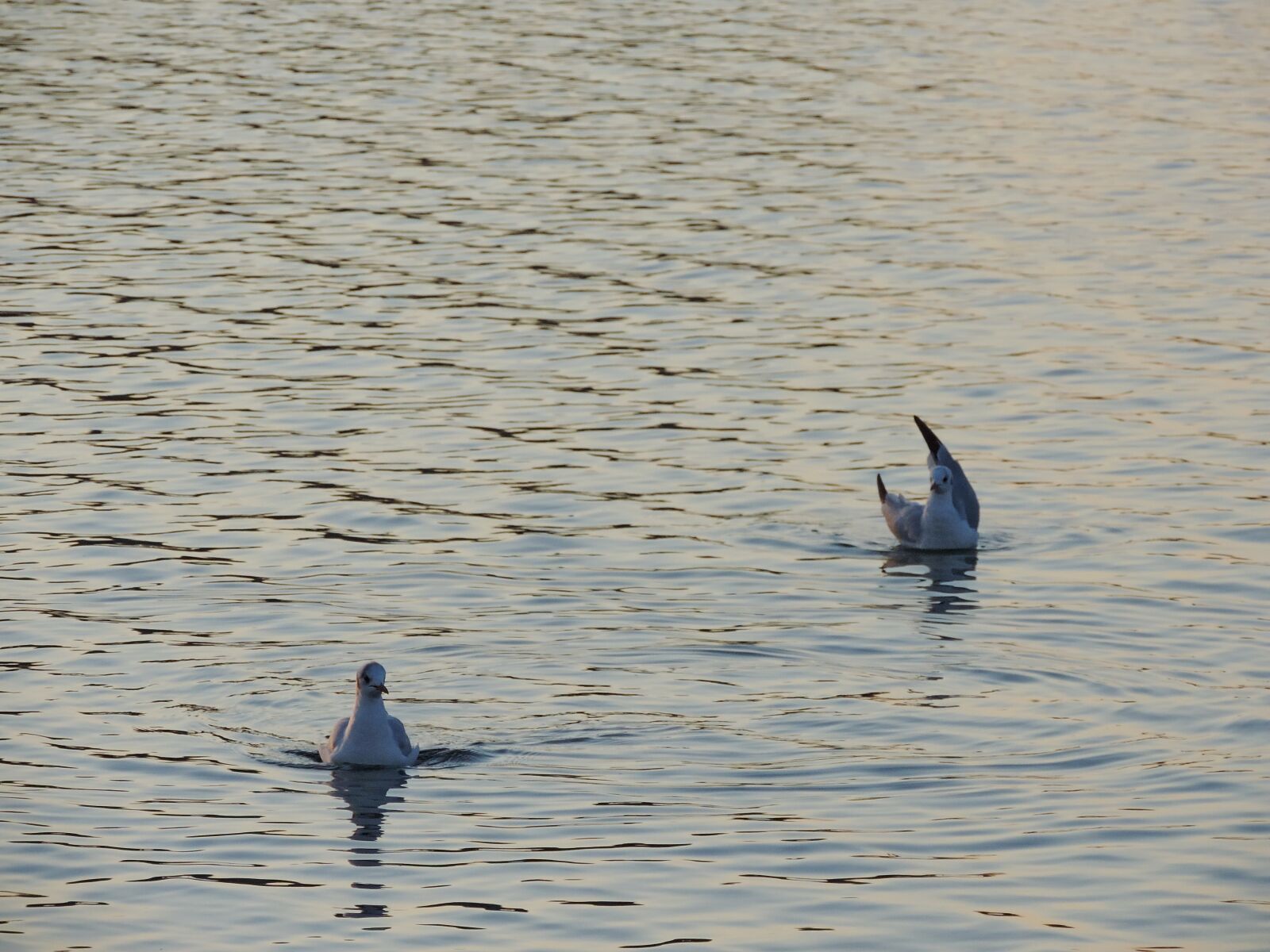 Nikon Coolpix P520 sample photo. Seagull, bird, lake, wading photography