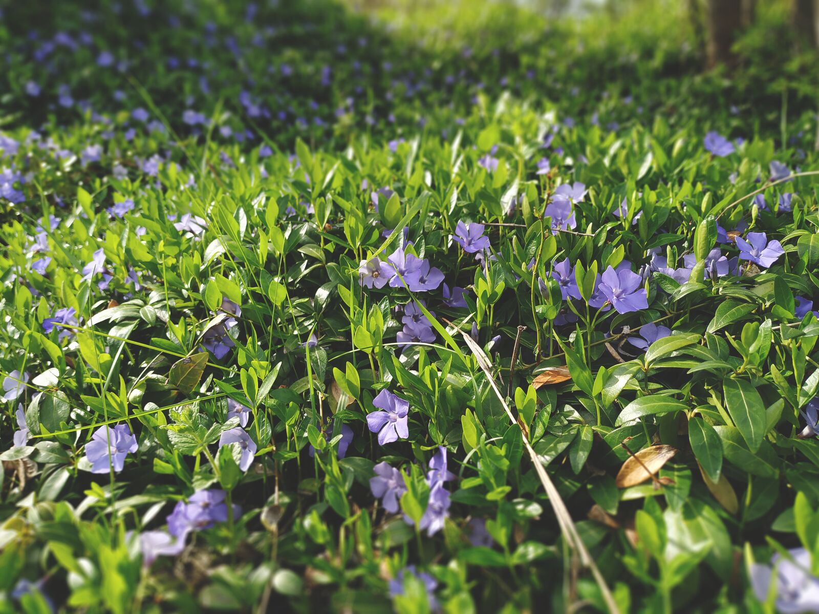 Xiaomi Mi A2 sample photo. Zimzelen, small periwinkle, flowers photography