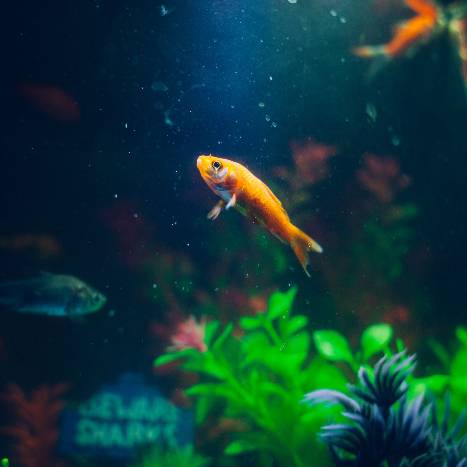 Canon EOS 5D Mark II + Canon EF 28mm F1.8 USM sample photo. Gold, fish photography