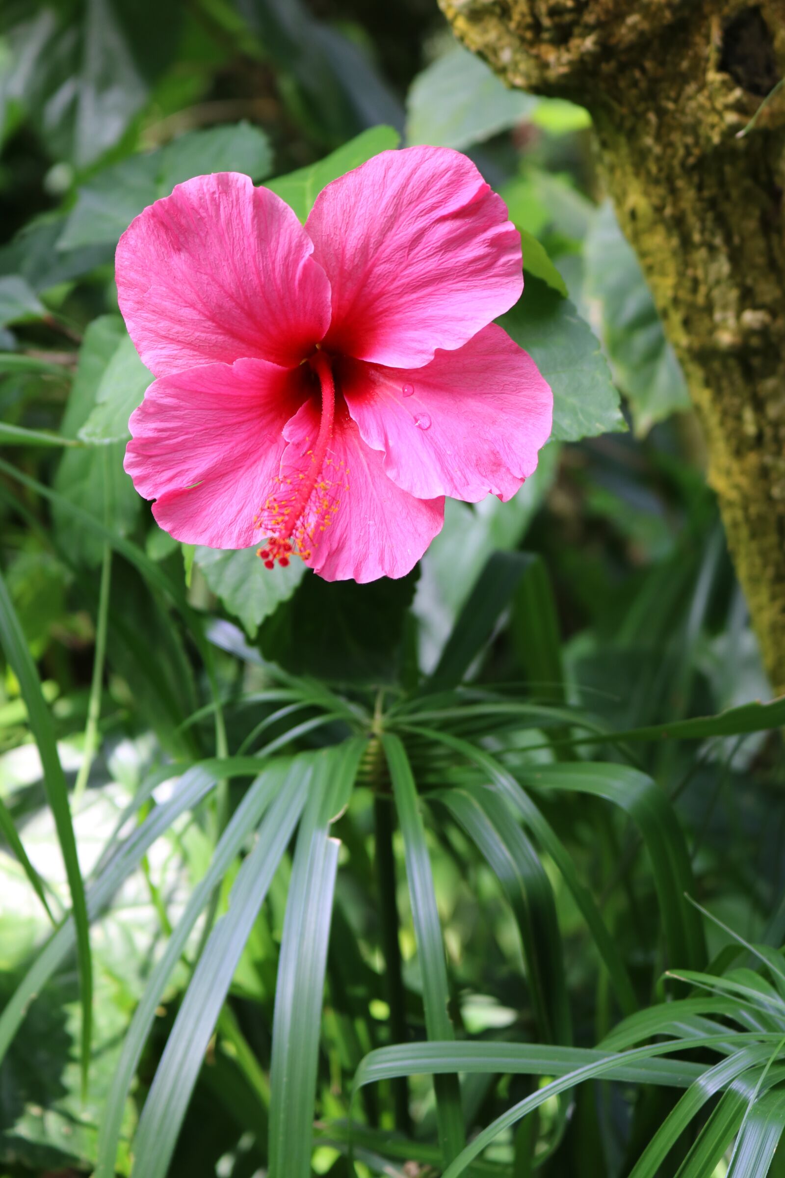 Canon EOS 750D (EOS Rebel T6i / EOS Kiss X8i) sample photo. Hibiscus, pink, flower photography