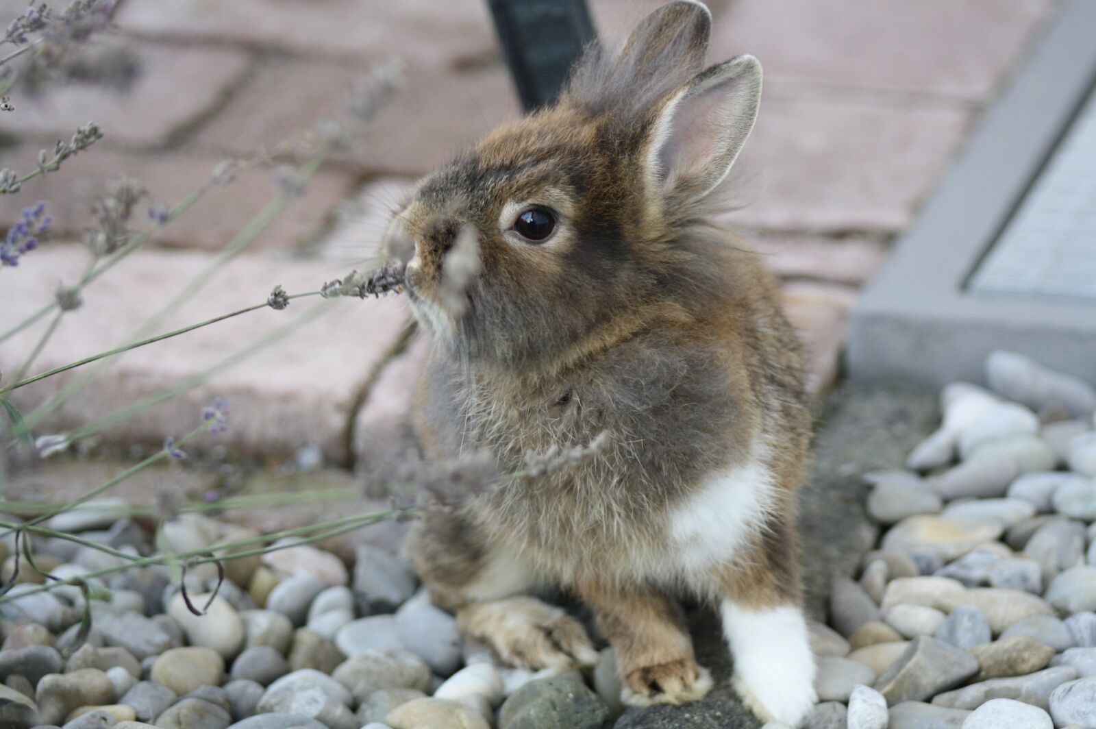 Canon EOS 1000D (EOS Digital Rebel XS / EOS Kiss F) sample photo. Cute, nature, animal photography