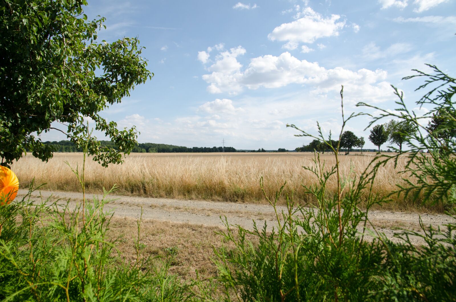 Nikon D7000 sample photo. Field, summer, meadow photography