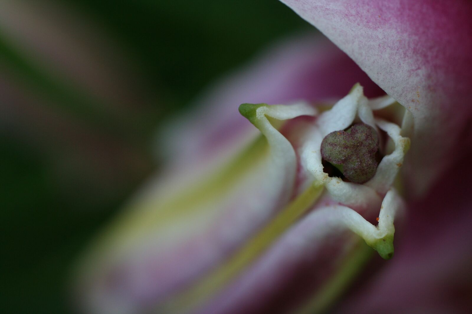 Canon EOS 350D (EOS Digital Rebel XT / EOS Kiss Digital N) sample photo. Flower, bud, stargazer photography
