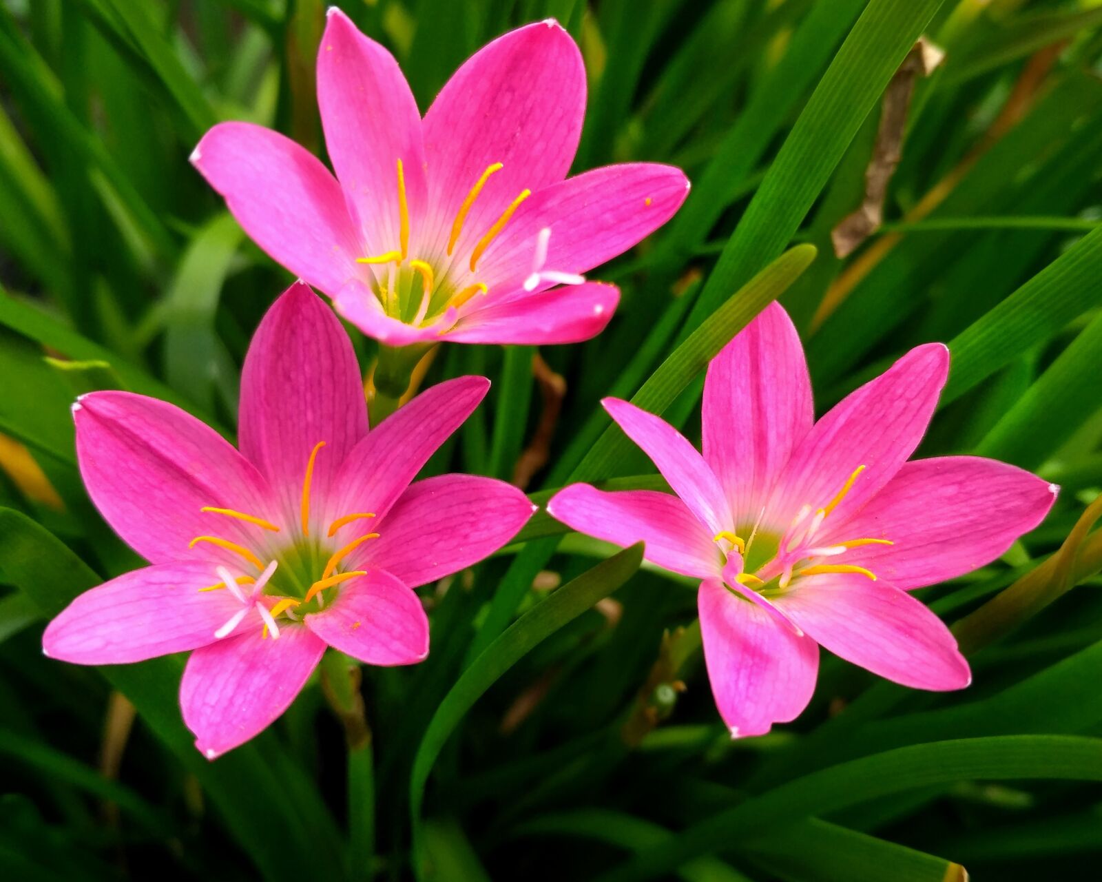 Xiaomi Redmi 3S sample photo. Flower, pink, flora photography