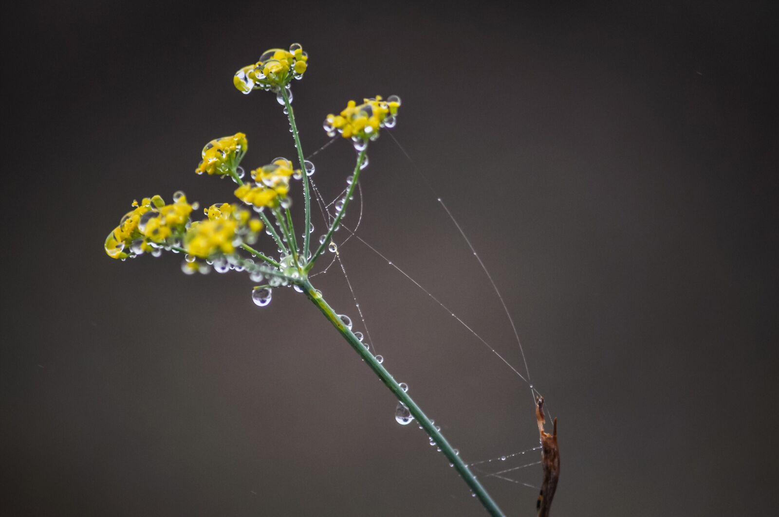 Nikon D90 sample photo. Fennel, herb, plant photography