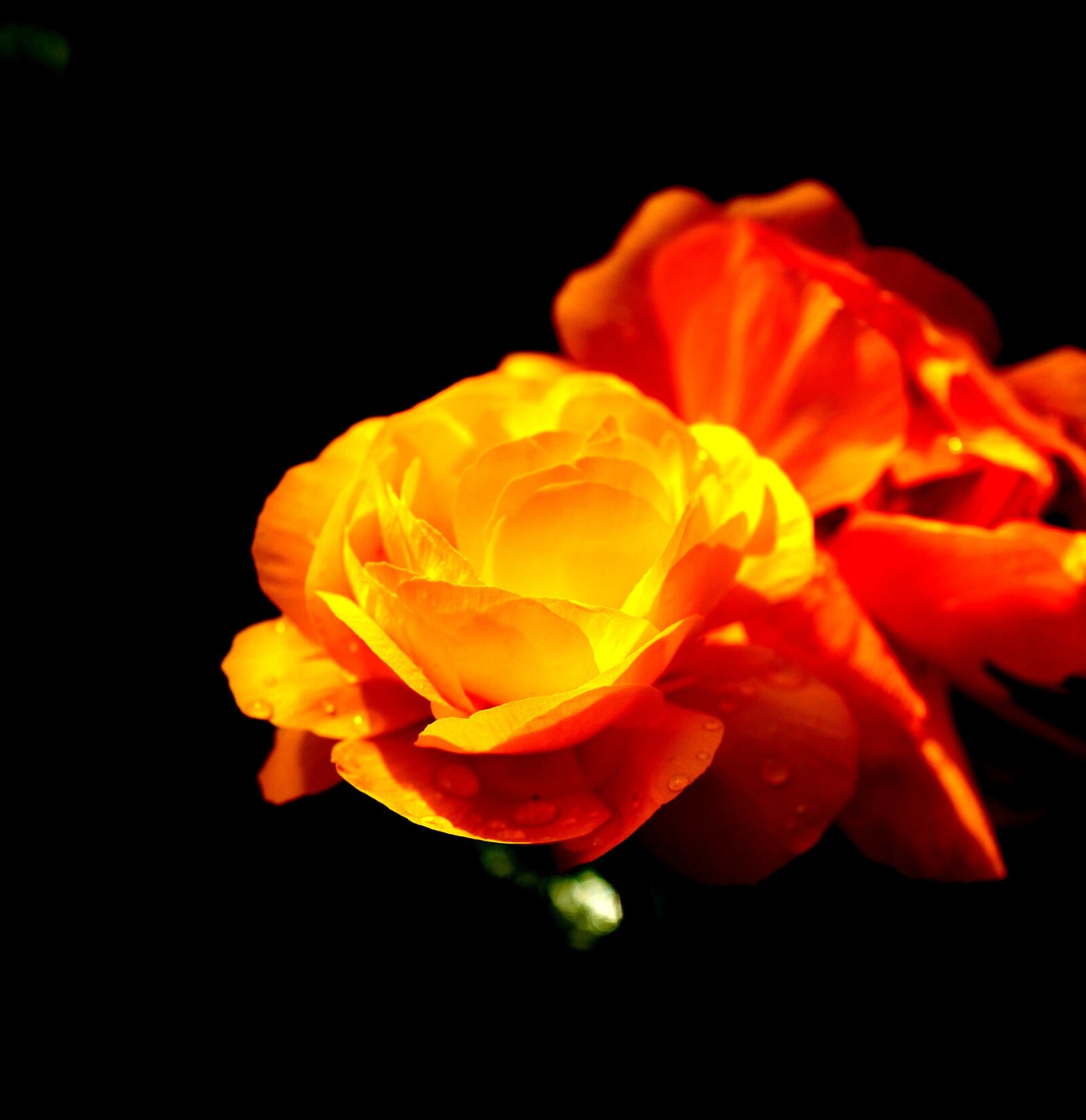 Leica Q (Typ 116) sample photo. Flower, summer, nature photography