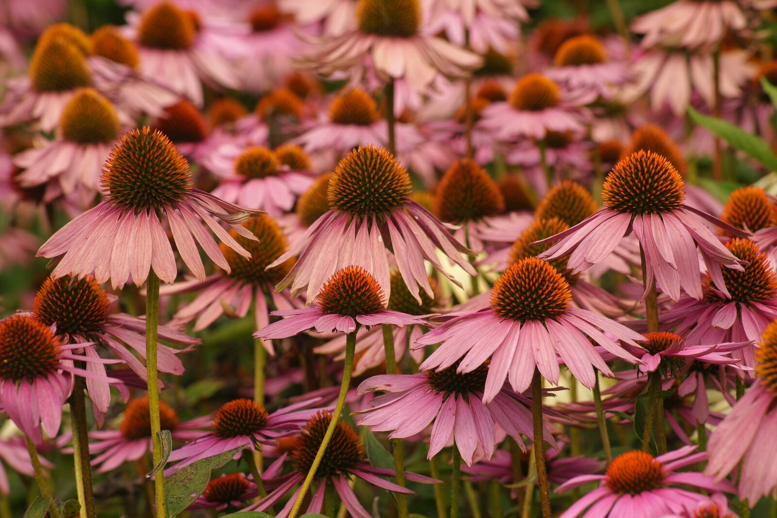 Sony Alpha DSLR-A700 sample photo. Flower, flora, nature photography