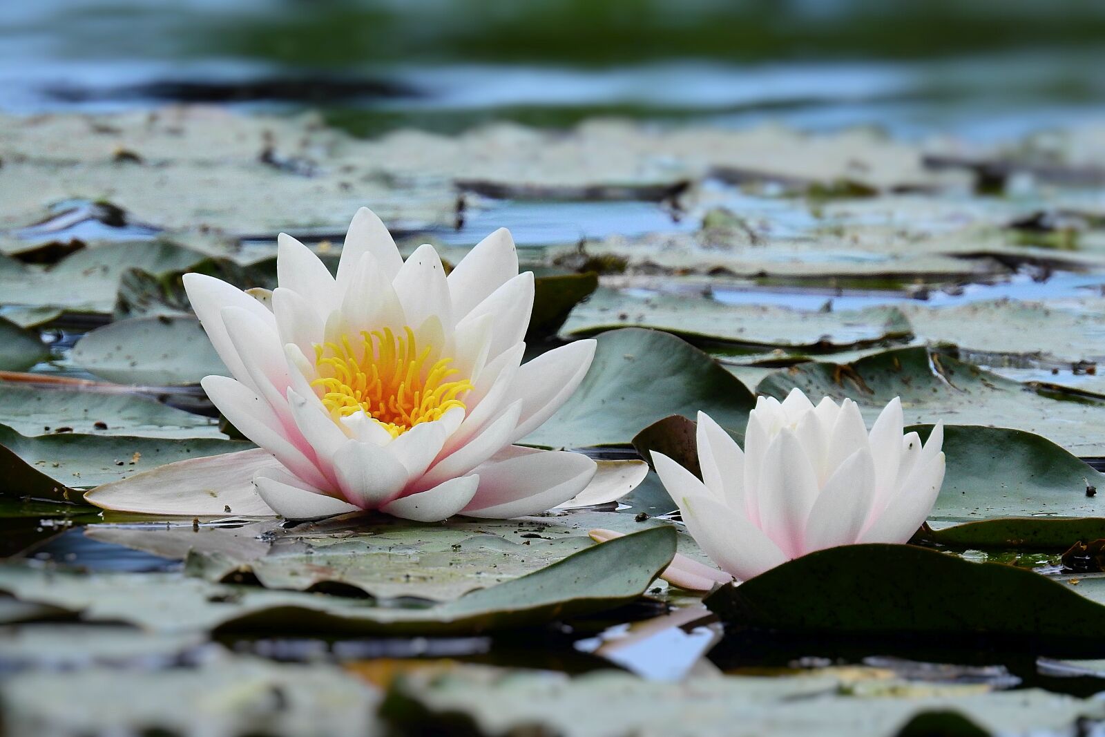 Nikon Coolpix P900 sample photo. Water lily, pond, figure photography