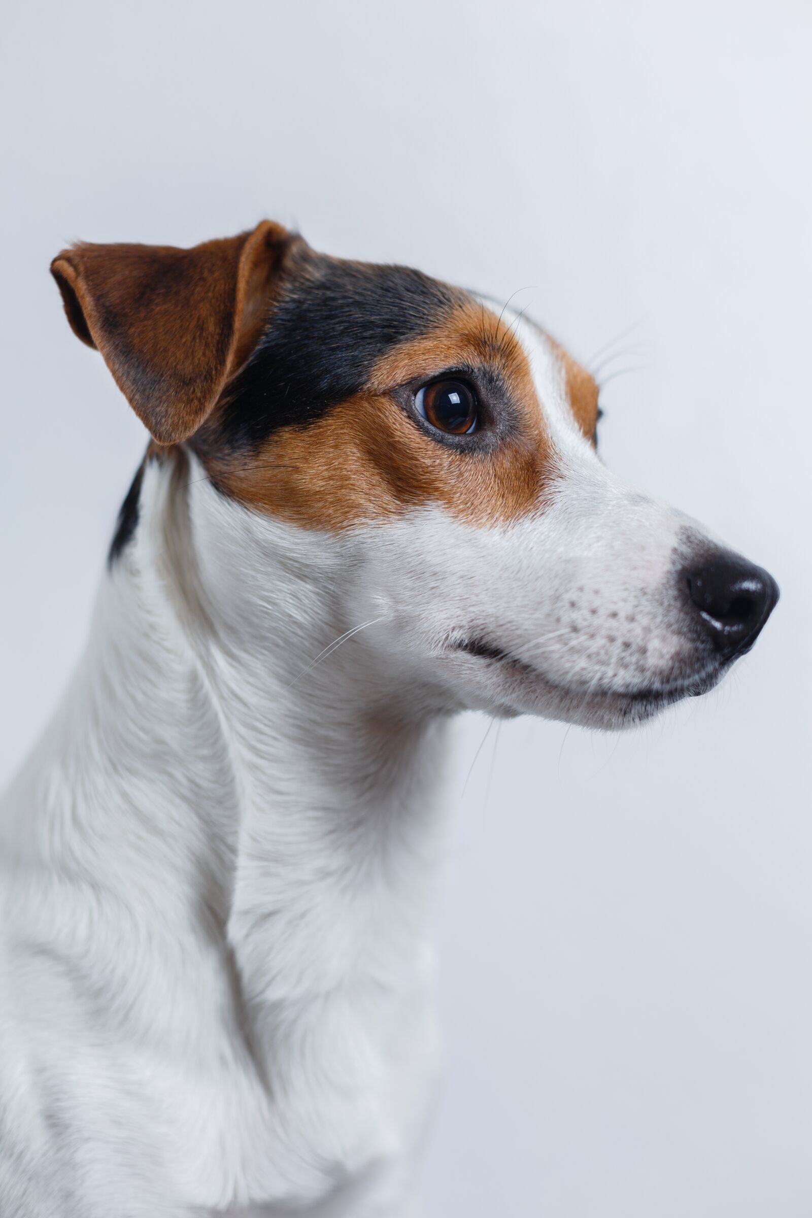 Canon EF 50mm F1.4 USM sample photo. Dog, jack russell, terrier photography