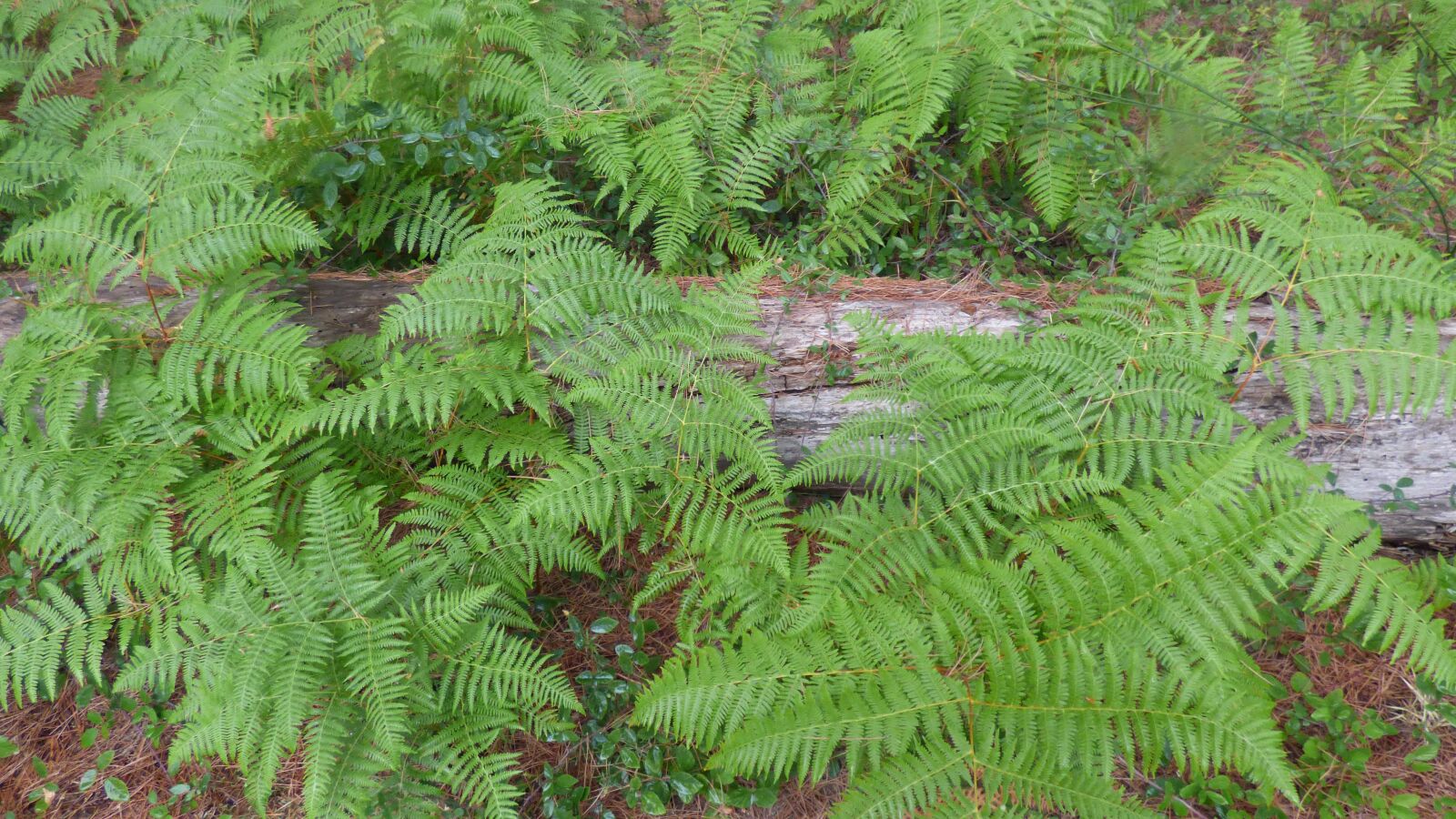 Panasonic DMC-FZ72 sample photo. Fern, forest, log photography