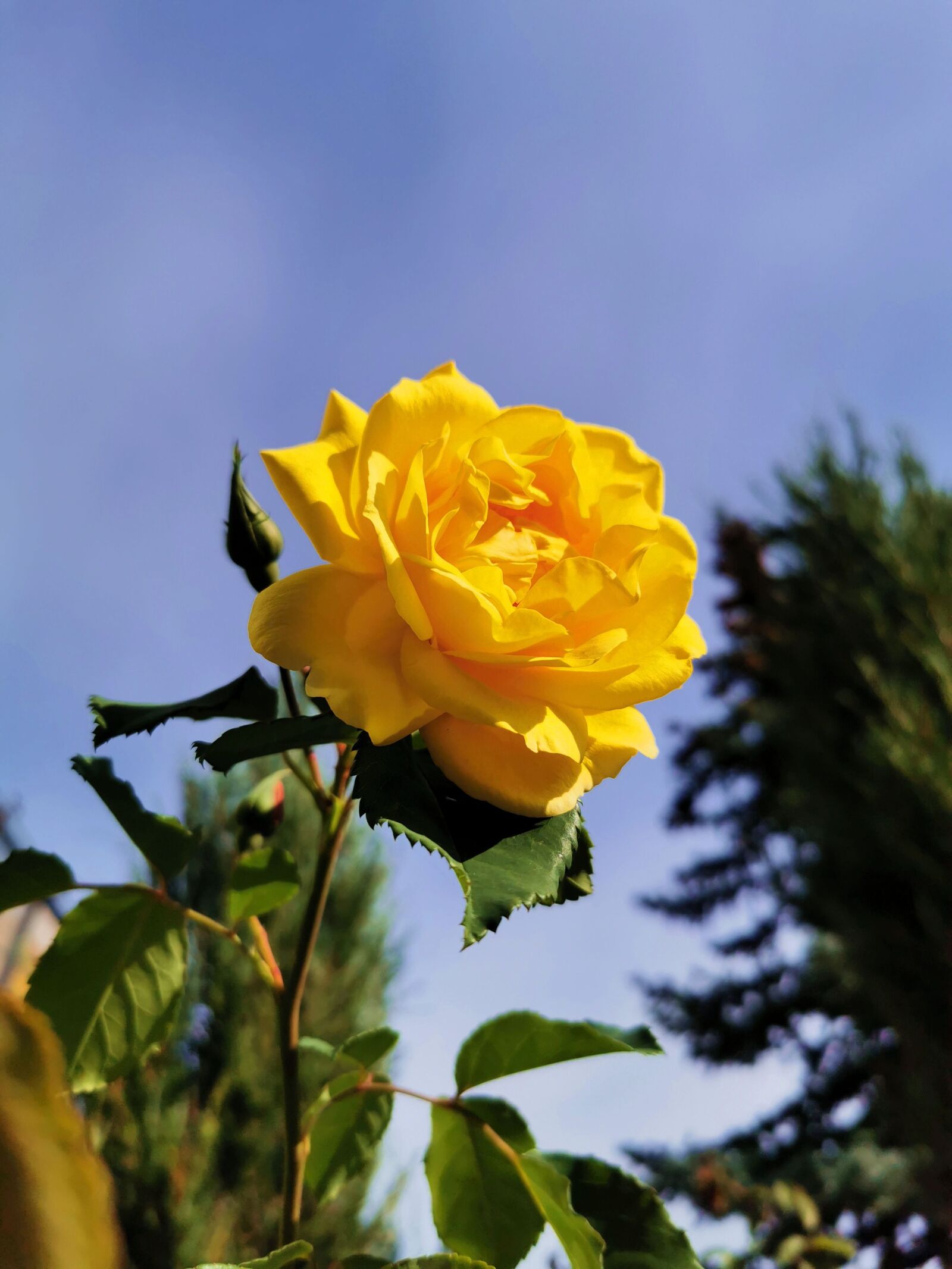 HUAWEI VOG-L29 sample photo. Nature, landscape, poland photography