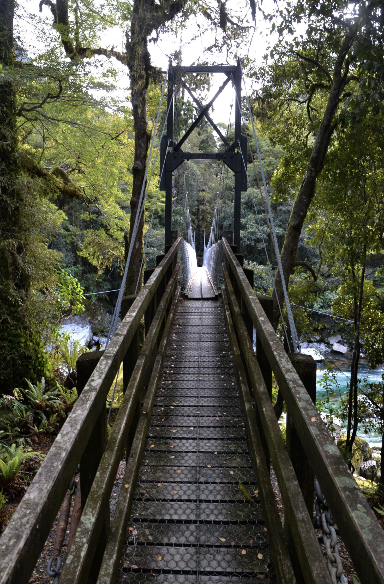 Nikon D3100 sample photo. Bridge, forest, new zealand photography