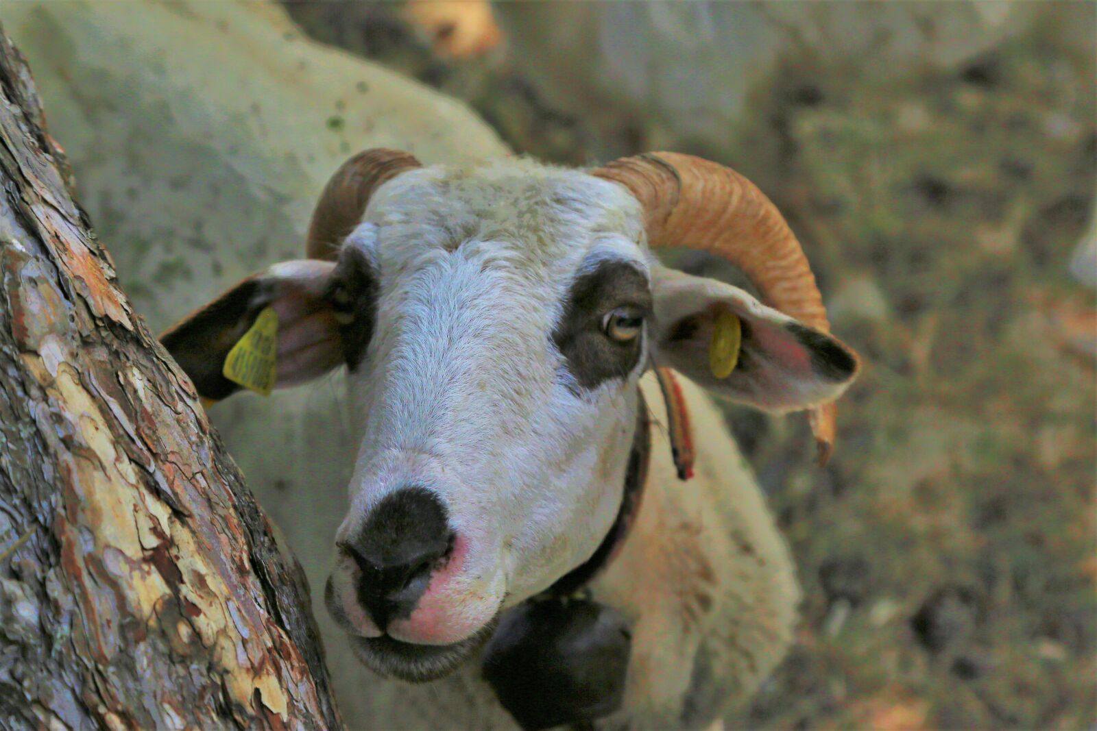 Canon EF 24-105mm F4L IS USM sample photo. Sheep, animal, mammal photography