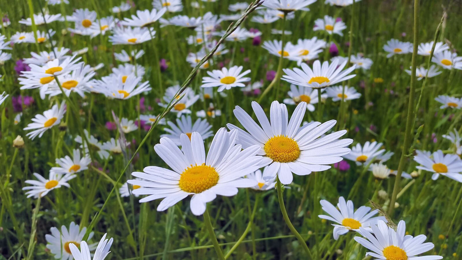 Samsung Galaxy Alpha sample photo. Daisies, meadow, meadow margerite photography
