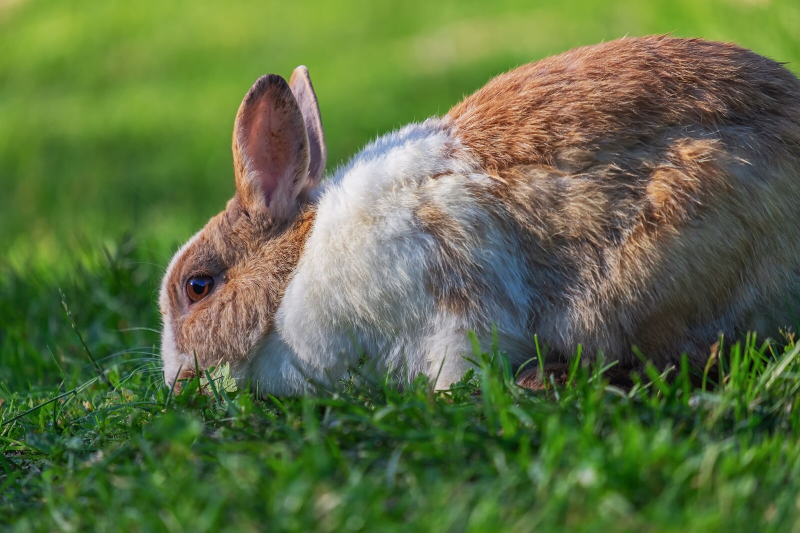 Fujifilm XF 55-200mm F3.5-4.8 R LM OIS sample photo. Hare, animal, meadow photography