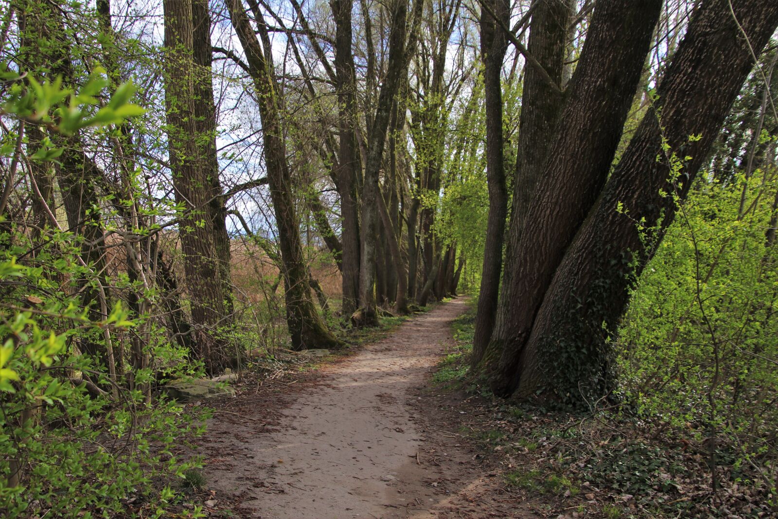 Canon EOS 80D sample photo. The path, foliage, forest photography