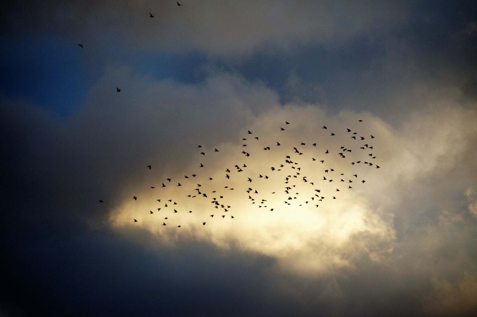 Sony SLT-A58 sample photo. Birds, a bevy of photography