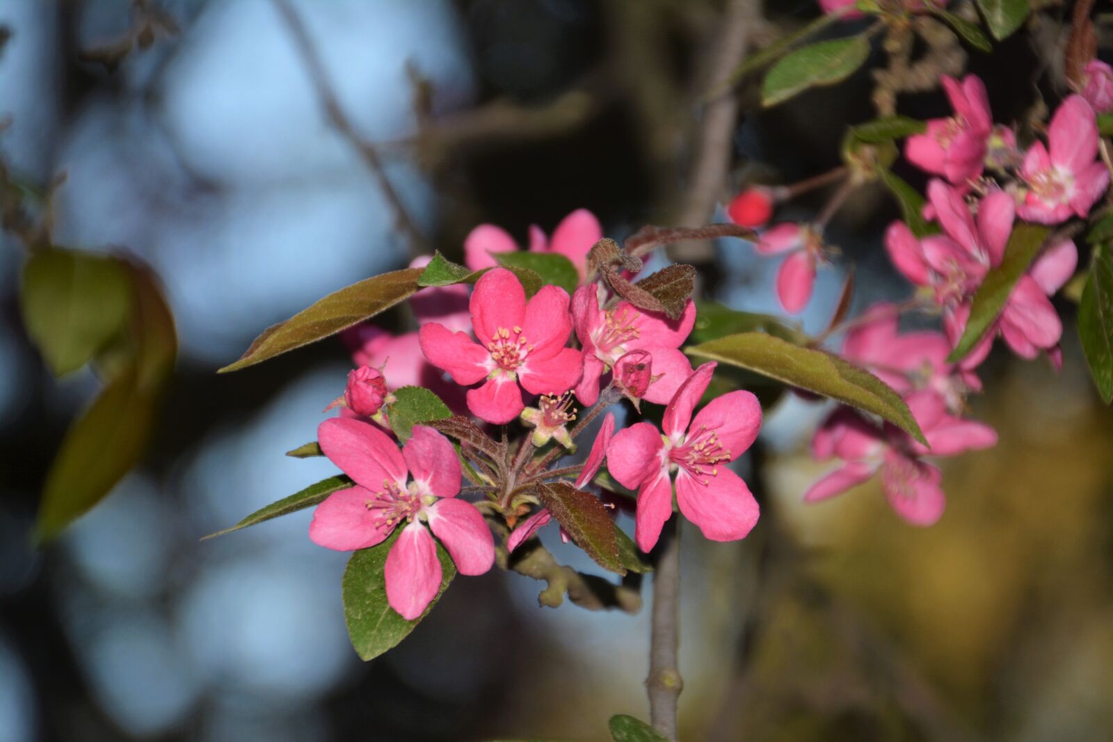 Nikon D5200 sample photo. Flower, nature, plant photography