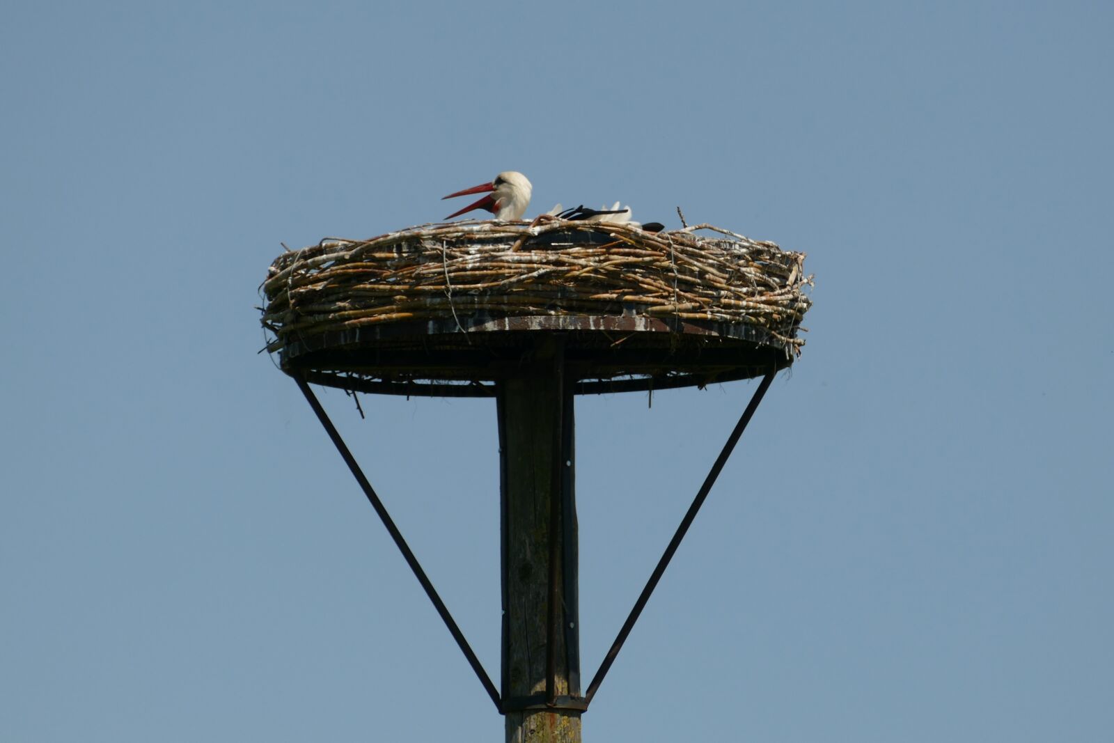 Panasonic Lumix DMC-FZ1000 sample photo. Stork, bird, fauna photography