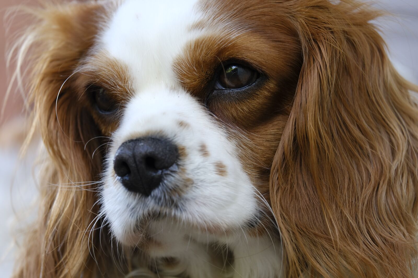 Fujifilm X-T2 + Fujifilm XF 55-200mm F3.5-4.8 R LM OIS sample photo. Cavalier king charles, cavalier photography
