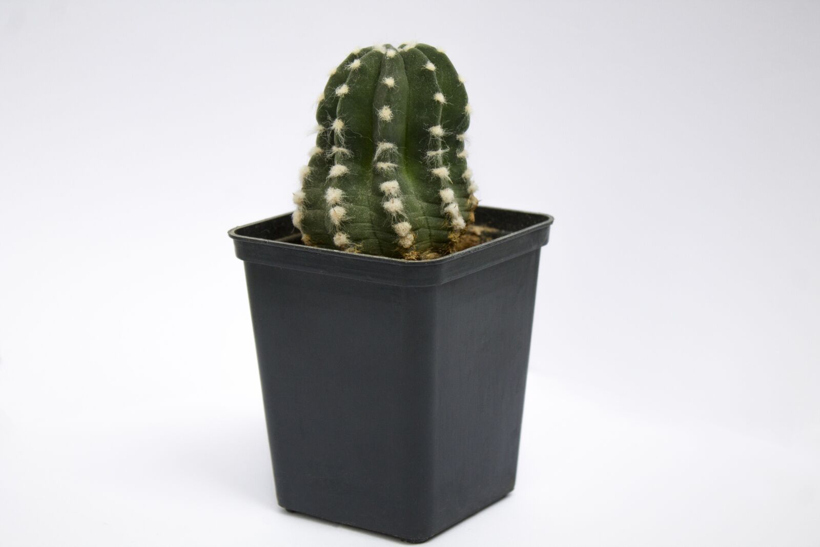 Canon EOS 1100D (EOS Rebel T3 / EOS Kiss X50) sample photo. Plant, cactus, green photography