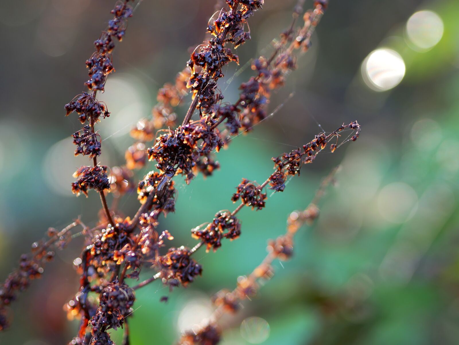 Panasonic Lumix DMC-GX85 (Lumix DMC-GX80 / Lumix DMC-GX7 Mark II) sample photo. Grasses, withered, dry photography
