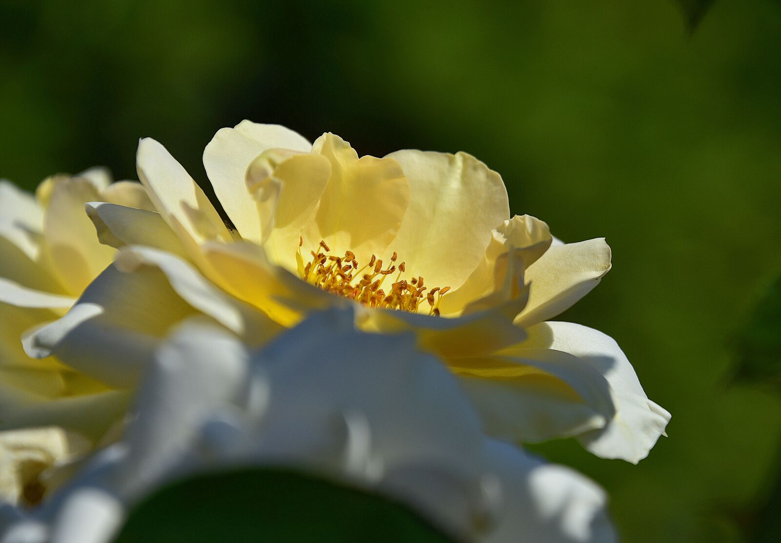 Nikon D7200 sample photo. Flower, garden, petals photography