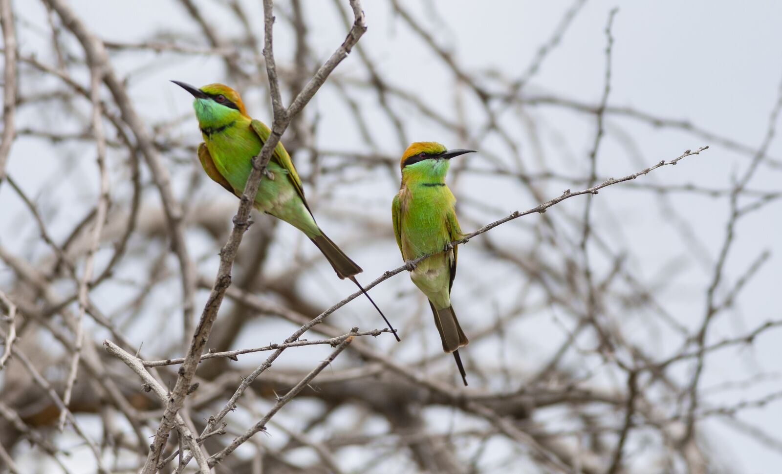 Canon EF 400mm F5.6L USM sample photo. Tree, birds, green bee-eaters photography