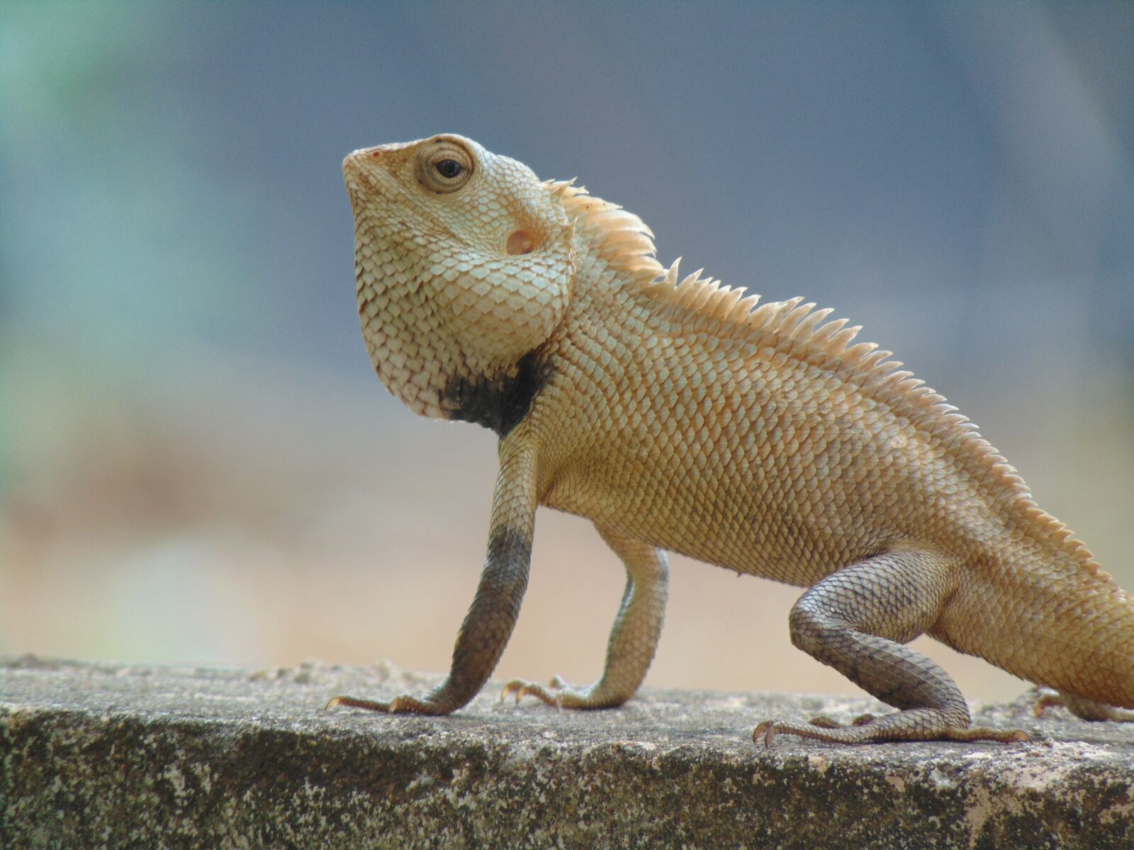 Sony Cyber-shot DSC-H300 sample photo. Indian garden lizard, green photography