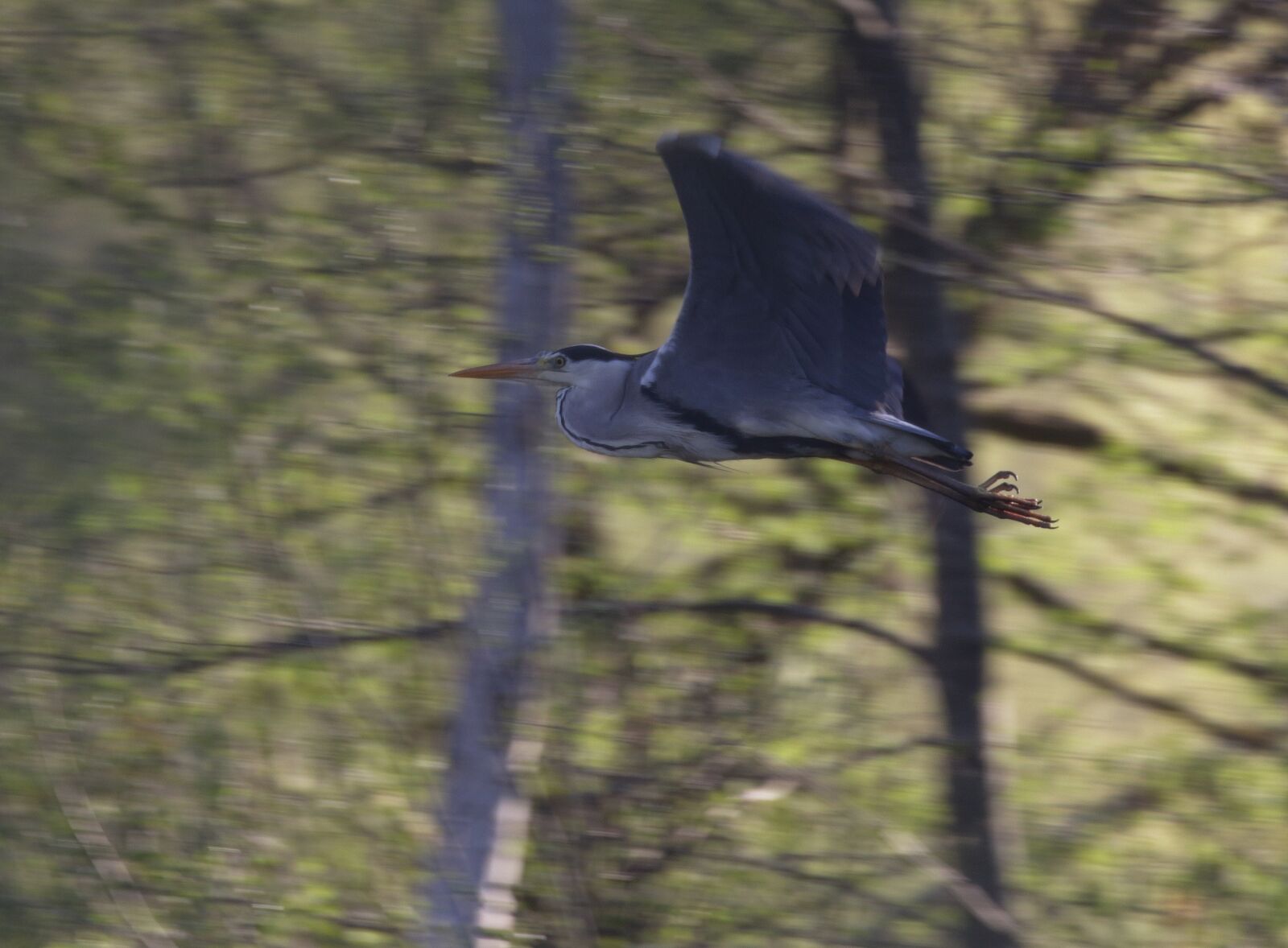 Canon EOS 7D Mark II sample photo. Heron, grey heron, bird photography