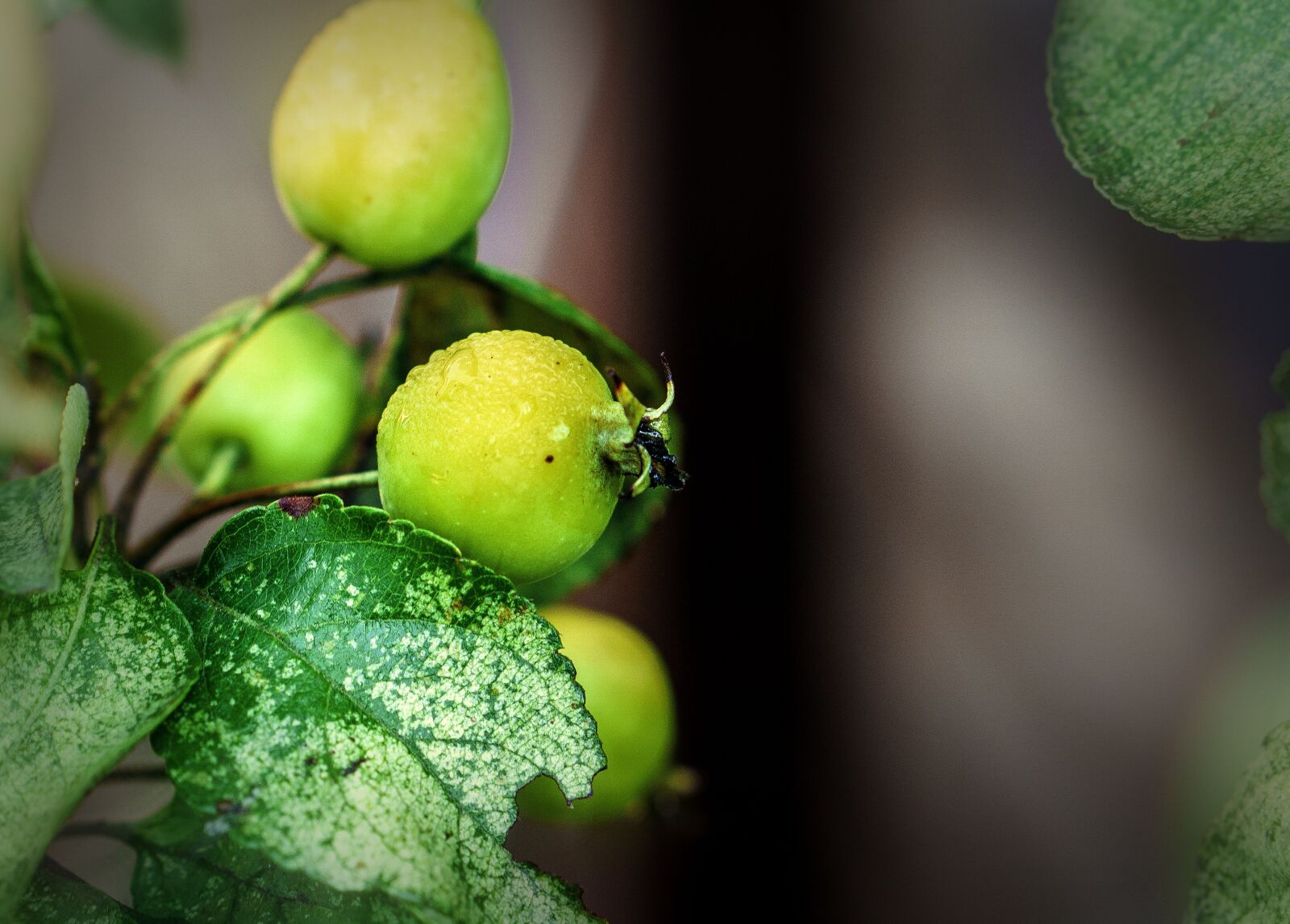 Sony a6000 sample photo. Berries, wild, fruit photography