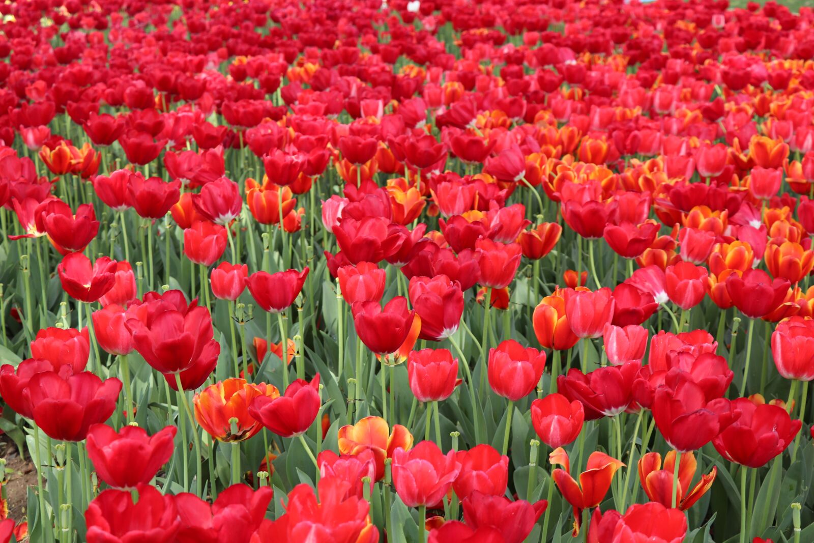 Canon EOS 77D (EOS 9000D / EOS 770D) sample photo. Tulip, flower, nature photography