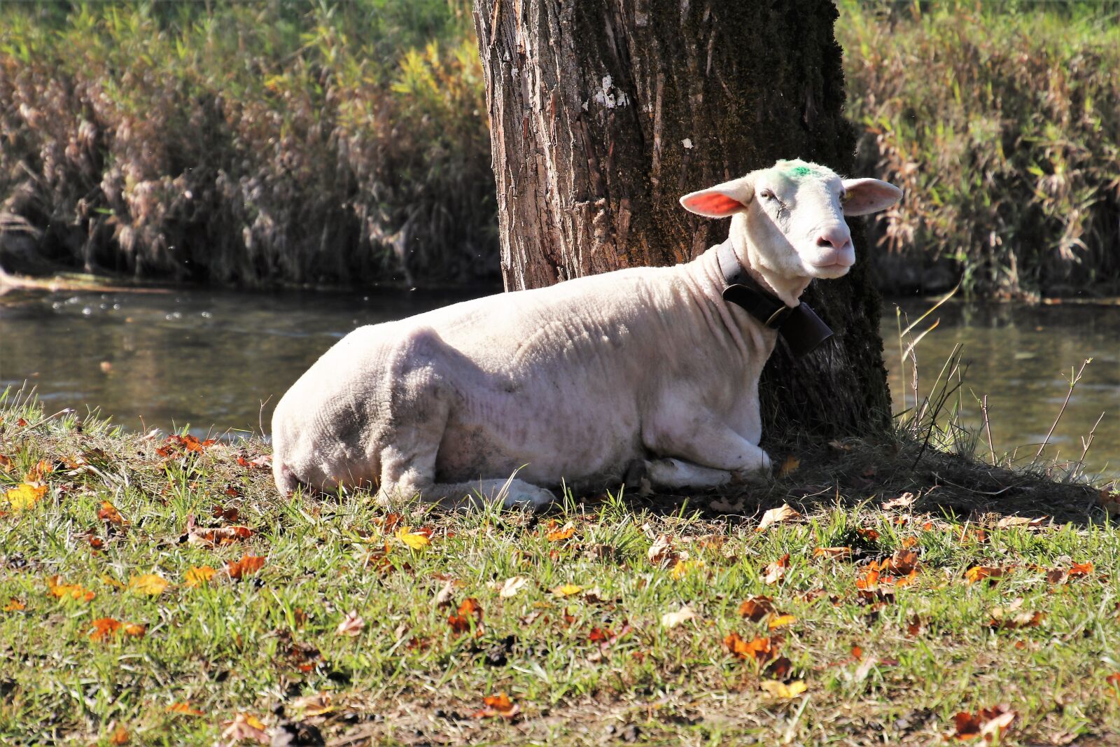 Canon EOS 80D sample photo. Sheep, grazing, alpine photography