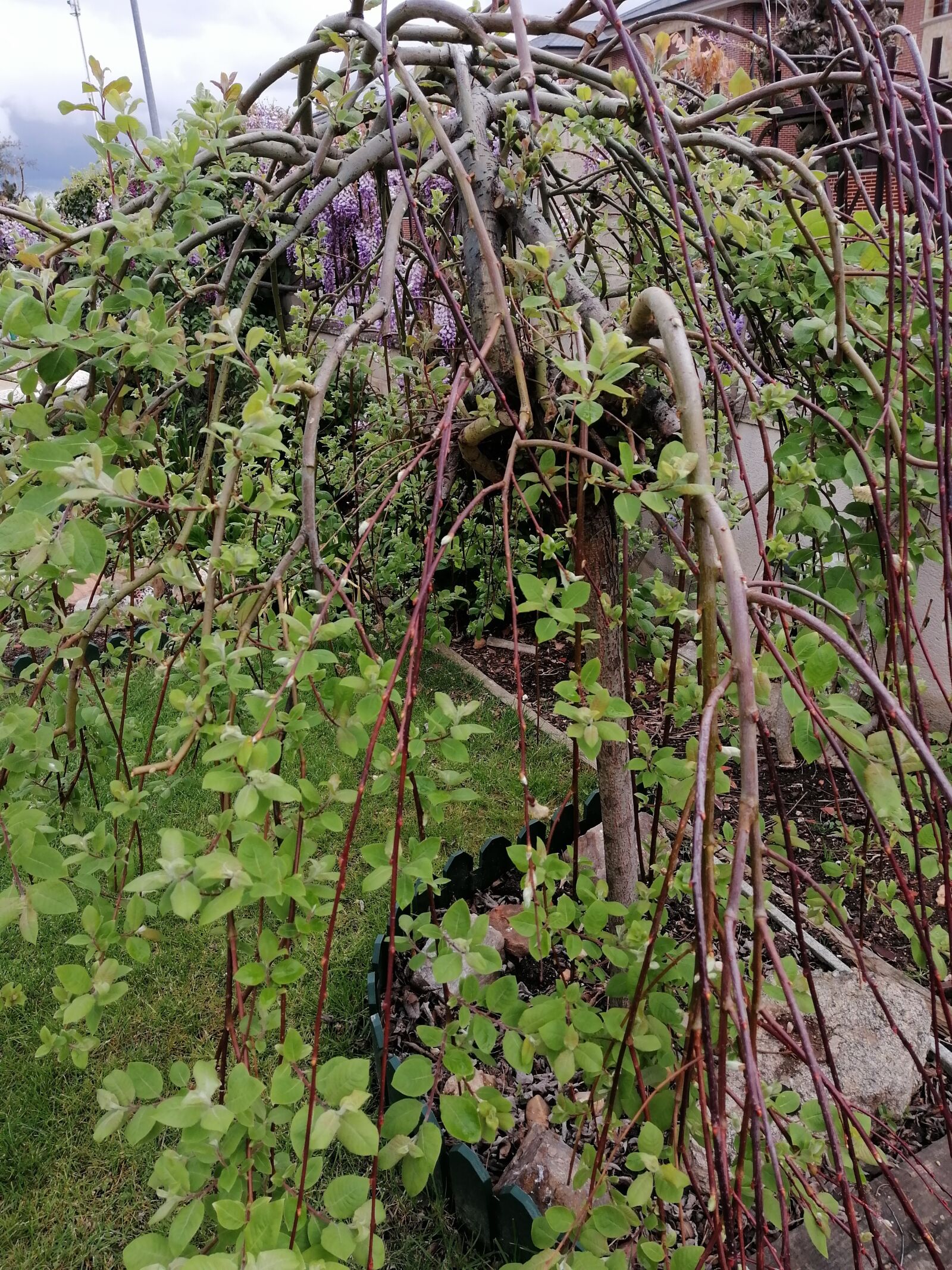 HUAWEI STK-LX1 sample photo. Vine, green, twigs photography