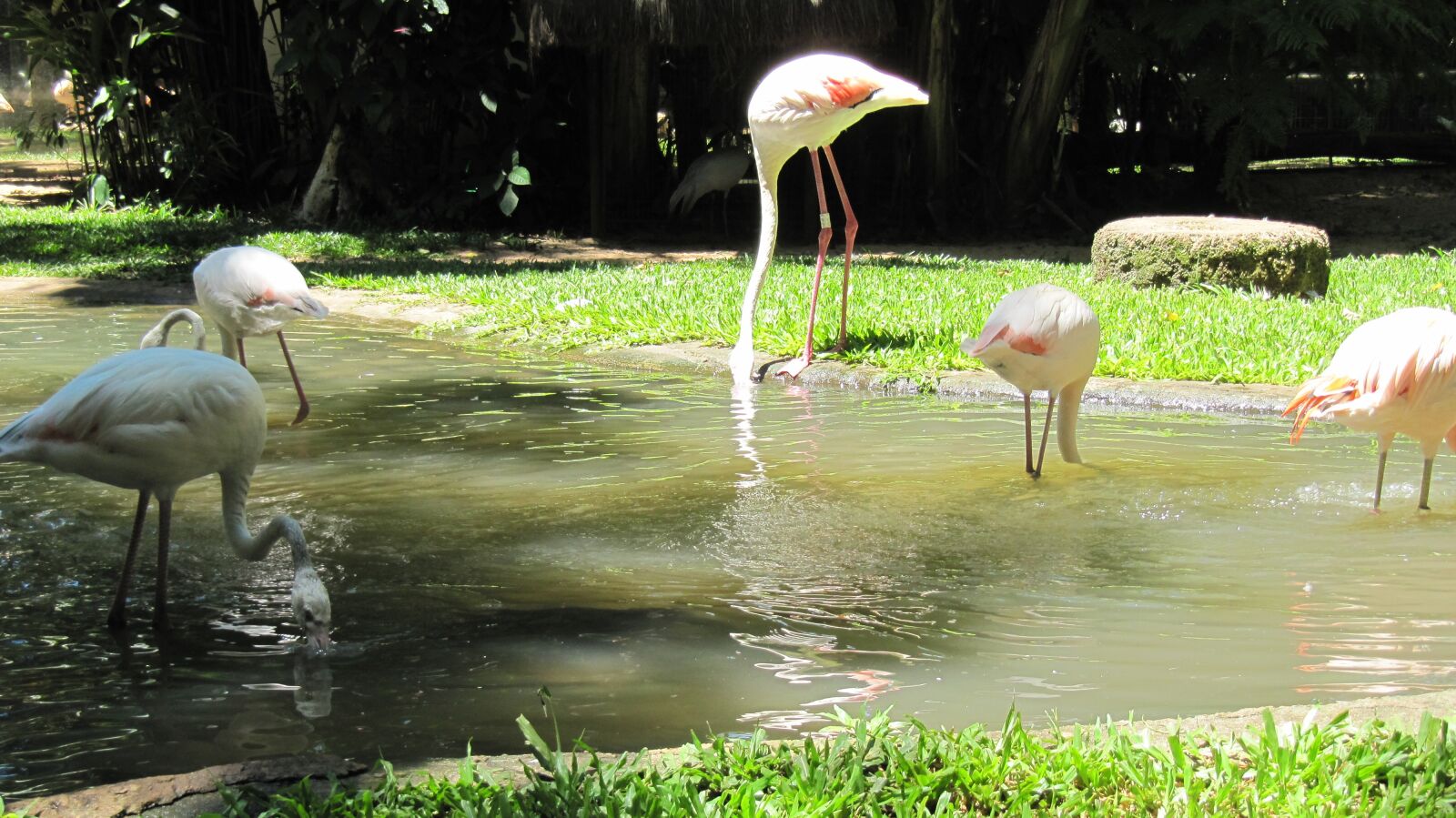 Canon PowerShot SX200 IS sample photo. Park, birds, iguaçú photography