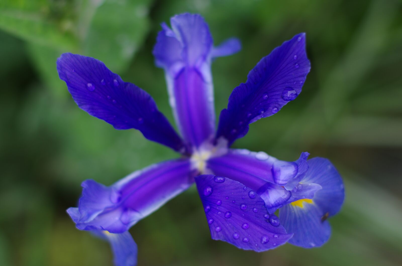 Pentax K-5 sample photo. Iris, flower, nature photography