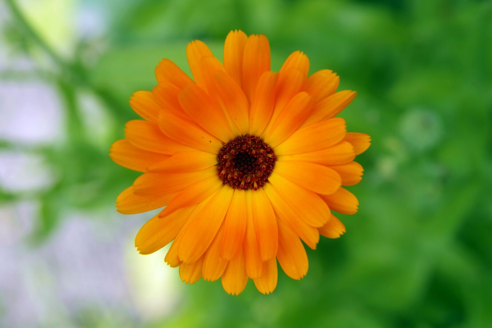 Pentax K-S2 sample photo. Flower, orange, black middle photography